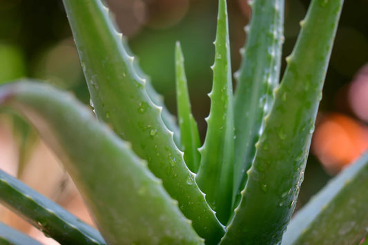3 Best Natural Remedies for Hemorrhoids