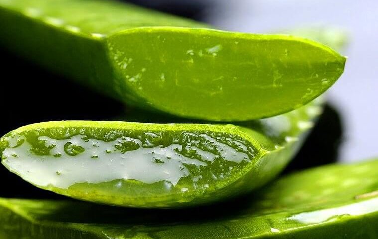 aloe aloe
