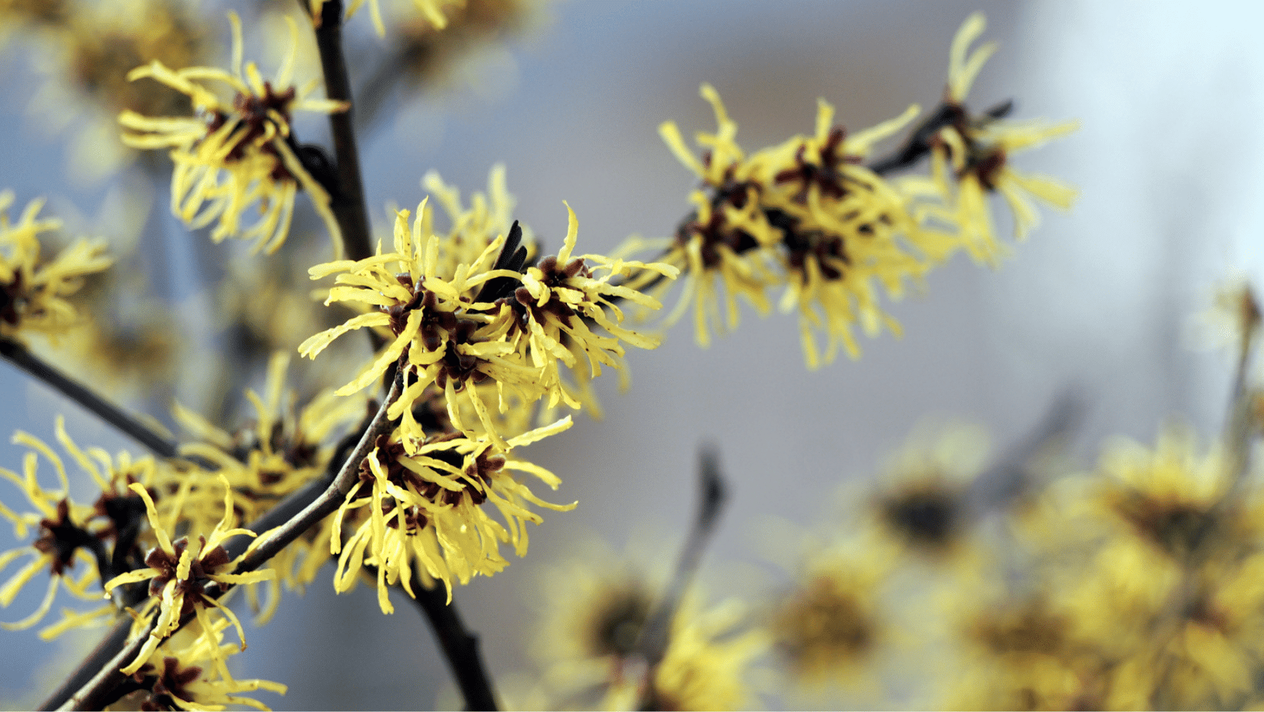 In this blog post, we discuss using witch hazel for hemorrhoids. Learn what it is and how to use it with the help of information from a doctors perspective.